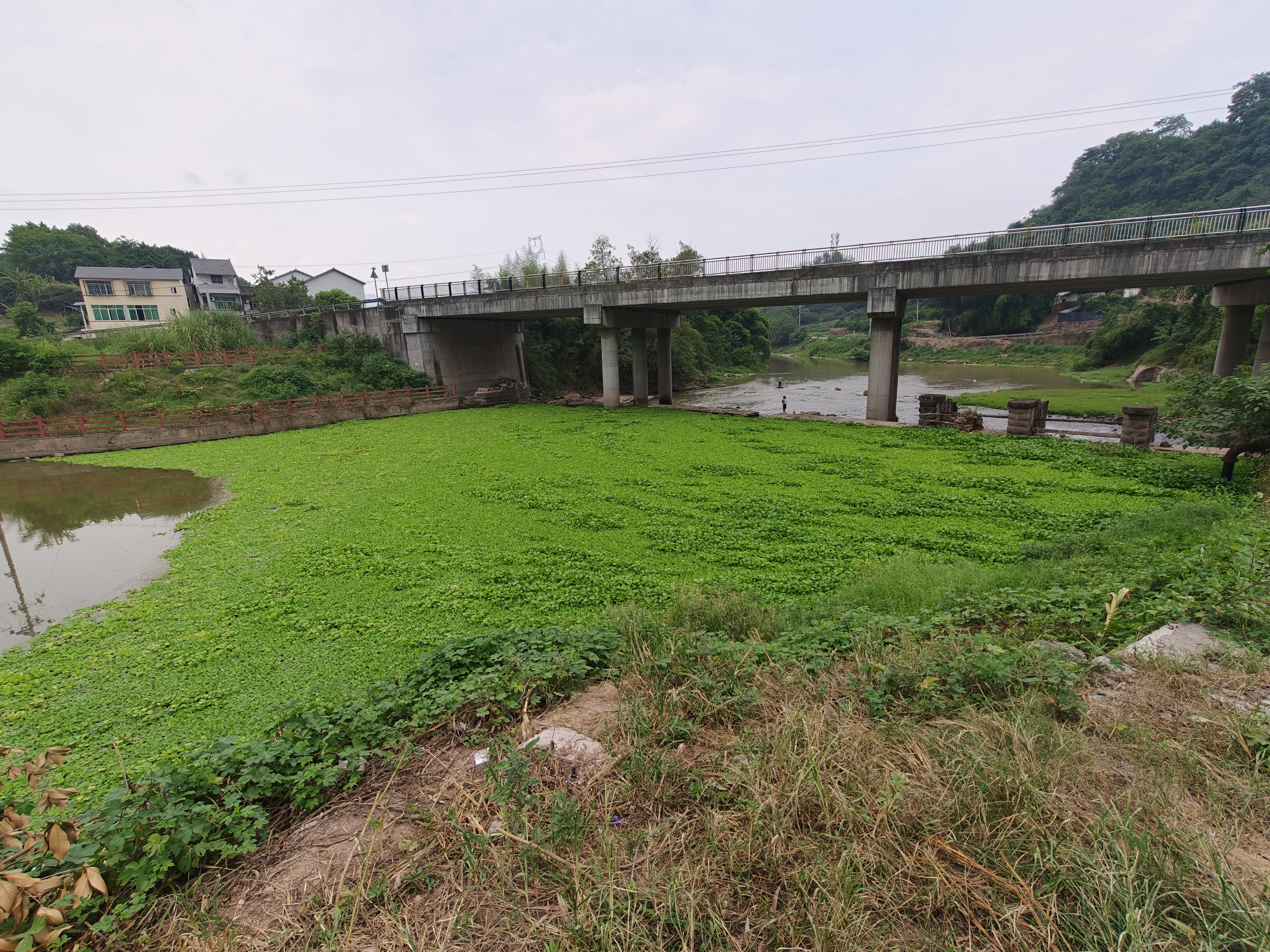 区农业农村委开展梁滩河流域水葫芦专项排查.png