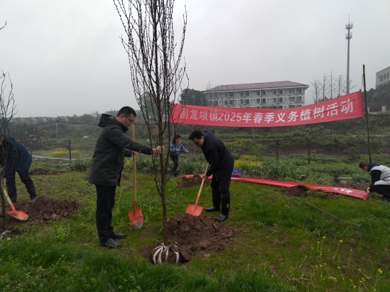 回龙坝镇：回龙坝镇开展2025年义务植树节主题活动