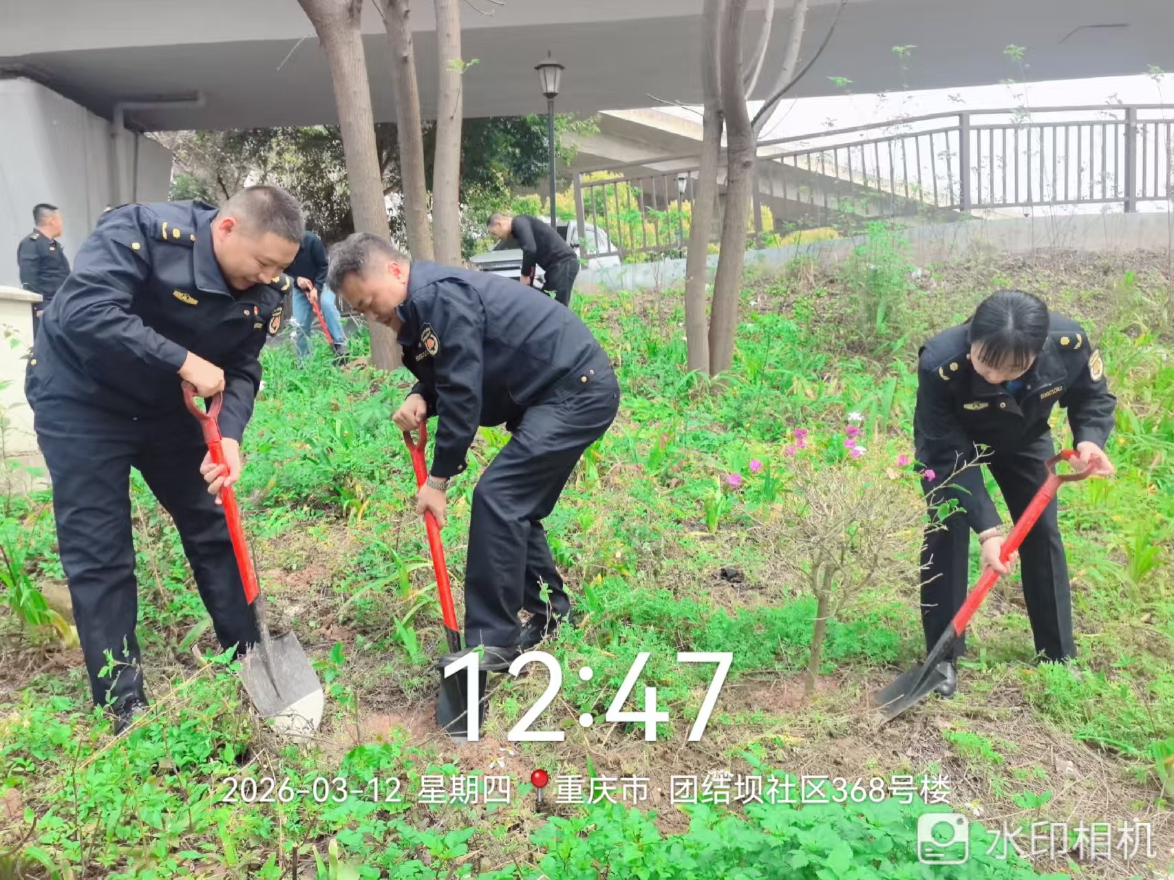 石井坡街道团结坝社区联合沙坪坝区城管局携手共植新绿