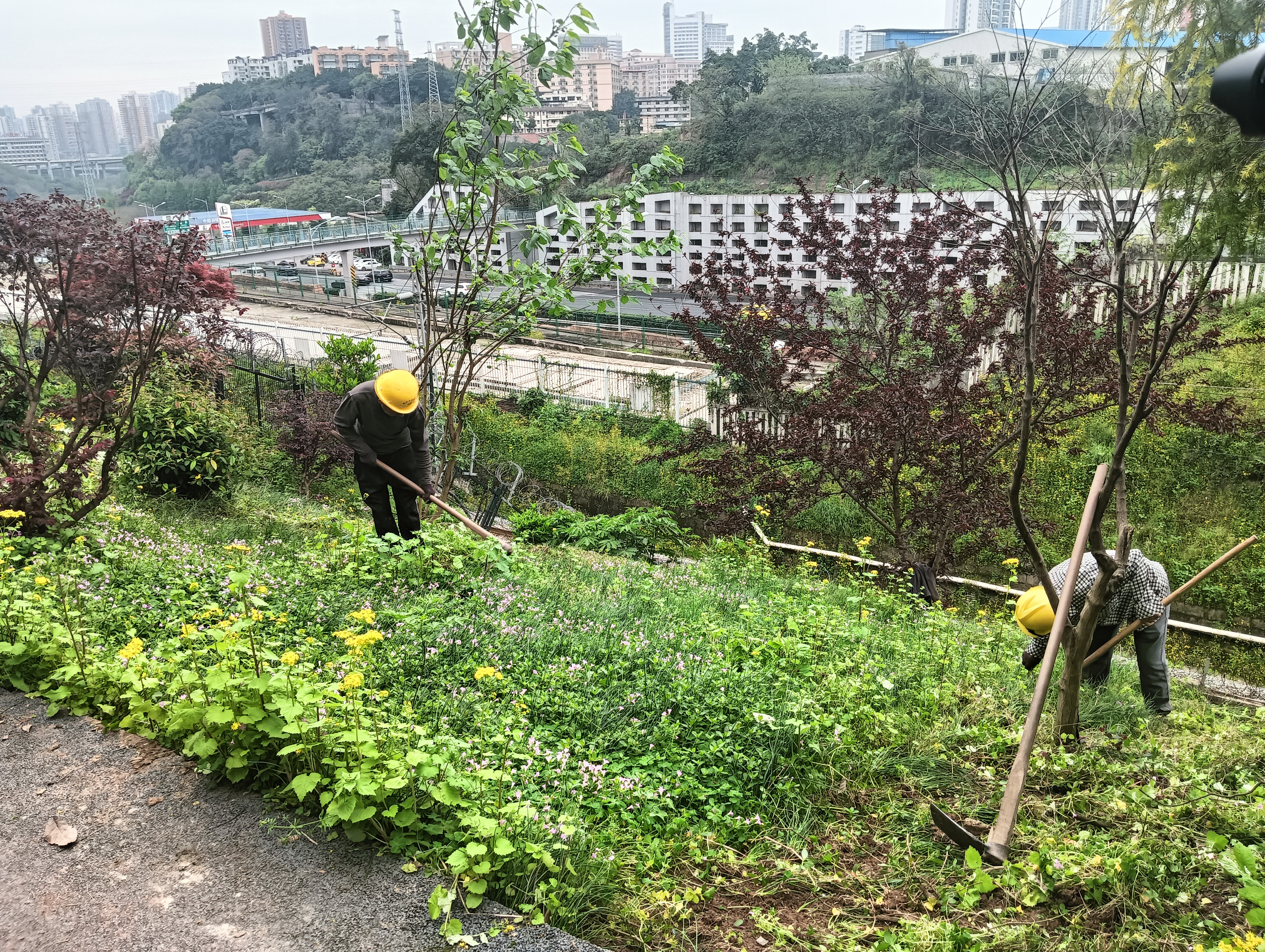 新桥街道深化绿地认养共建机制提升城市治理效能
